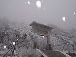 泰山雪松