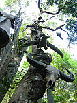 牛头