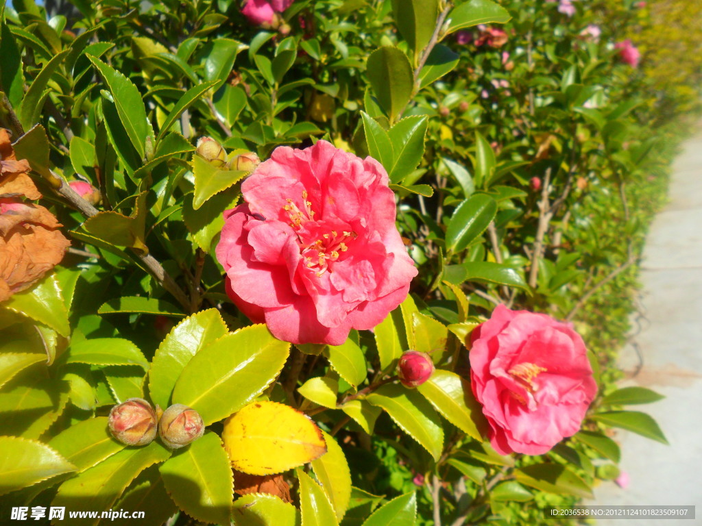 山茶花
