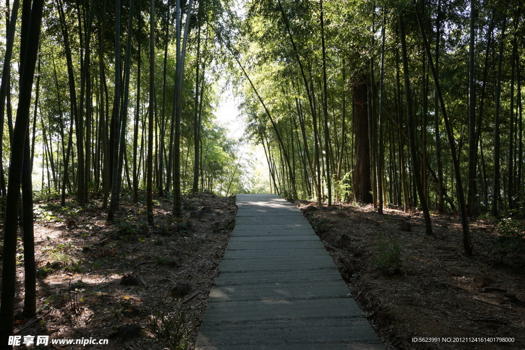 竹林小道