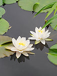 莲花