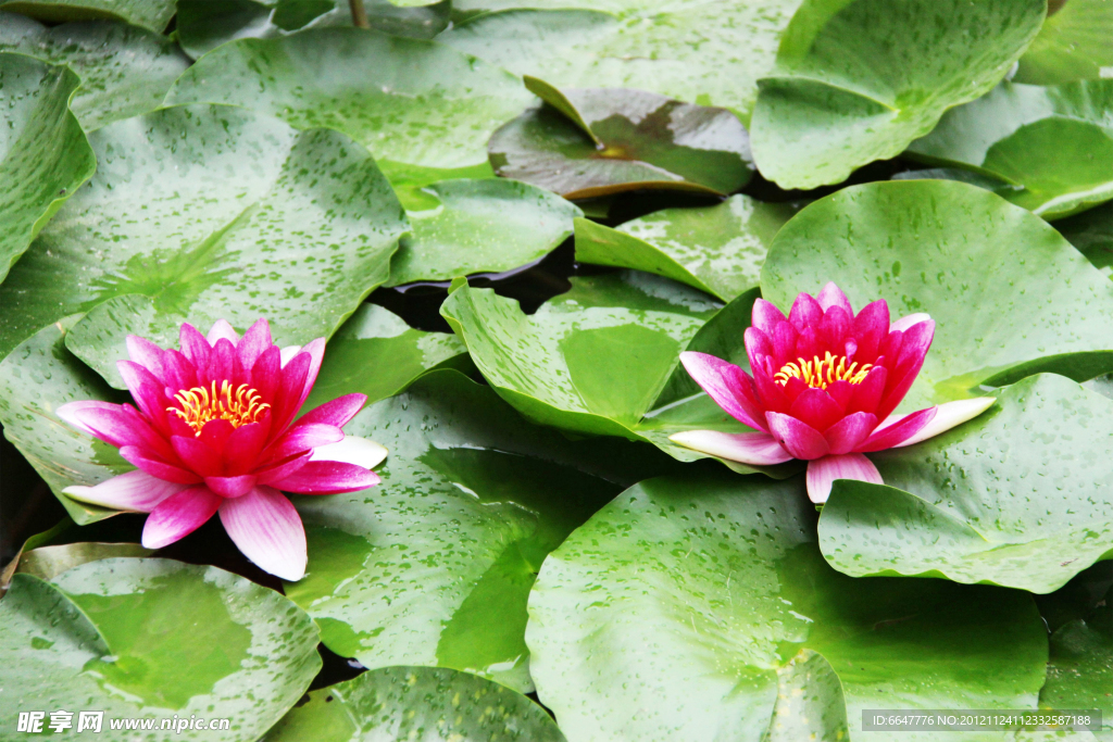 莲花