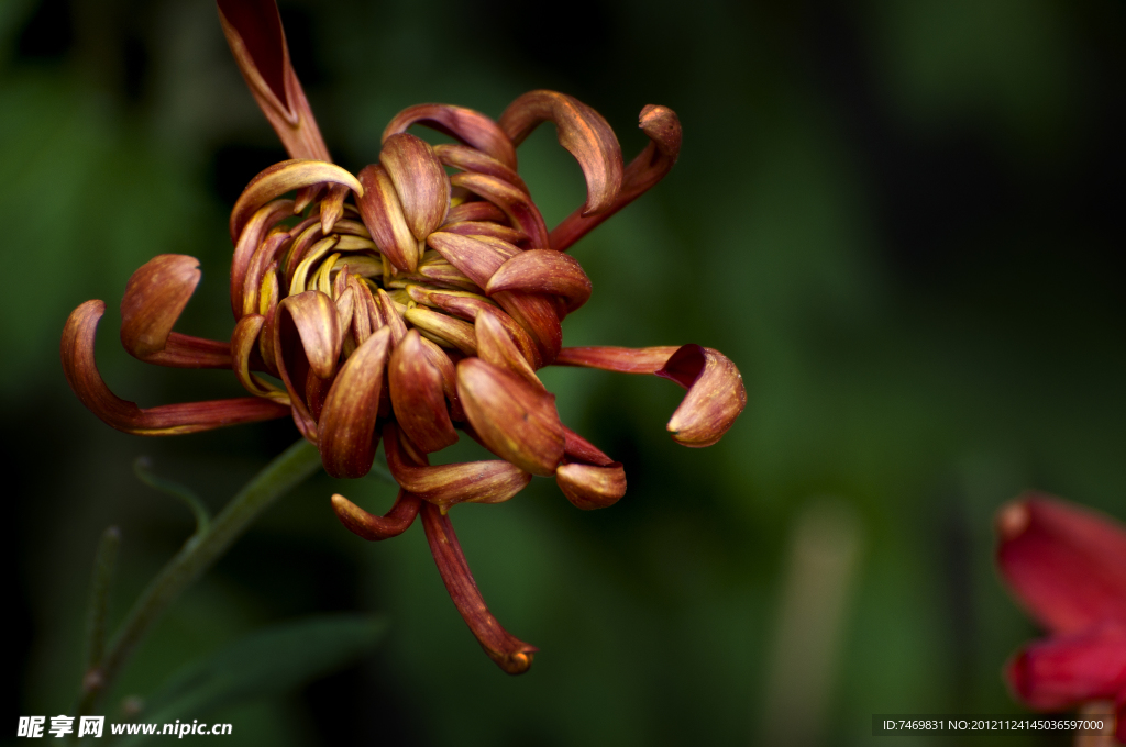 菊花