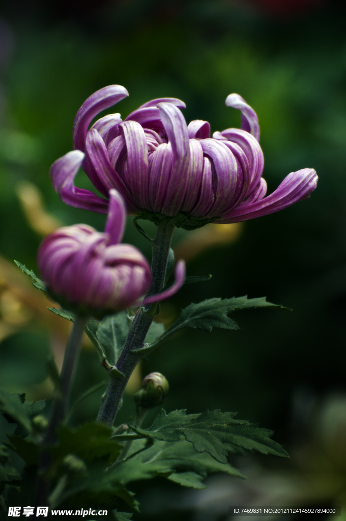 紫菊