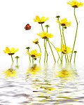 水中花卉