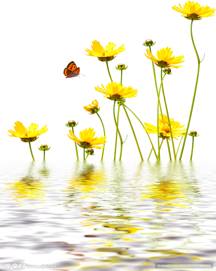 水中花卉