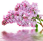 水中花卉