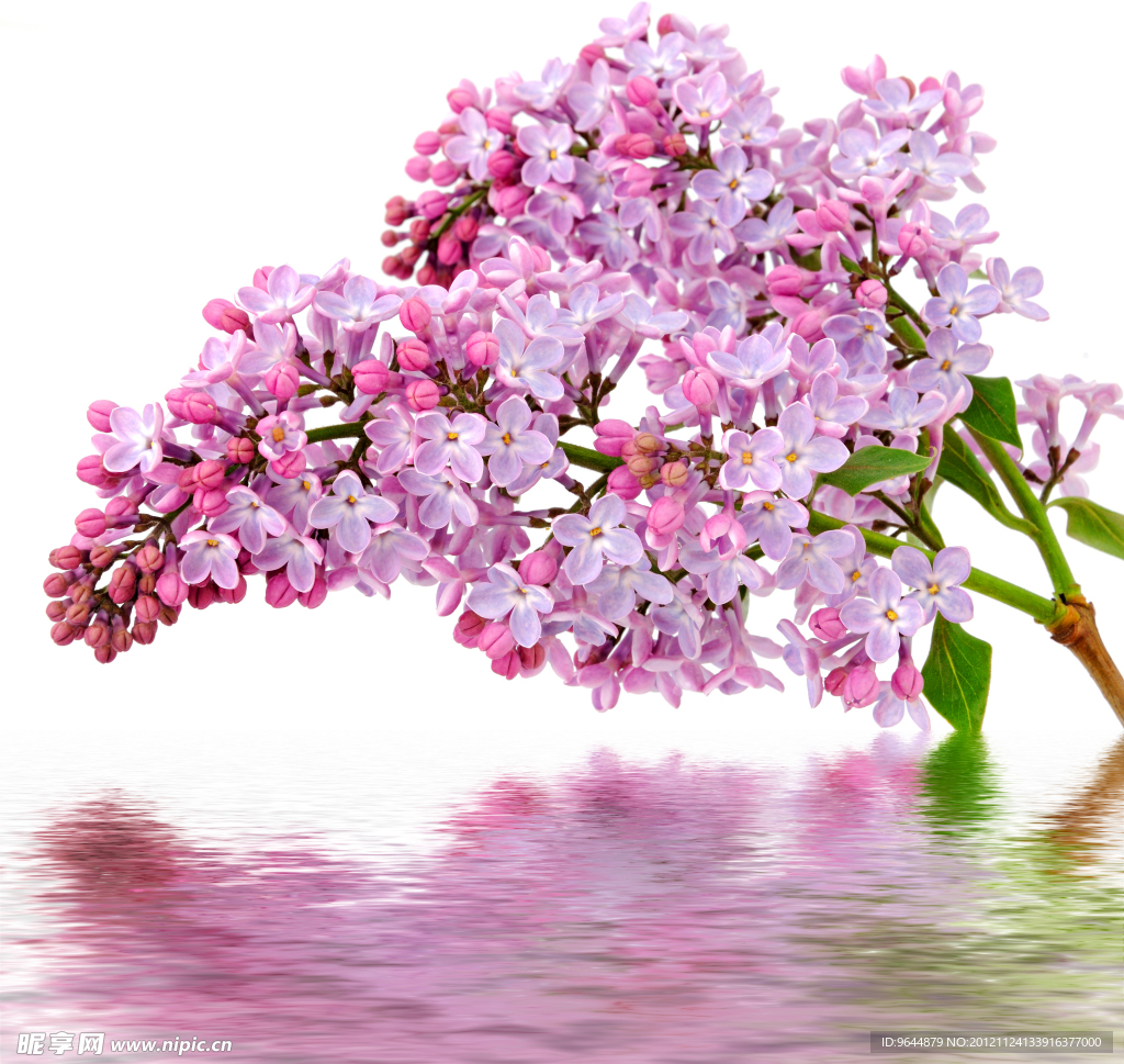 水中花卉