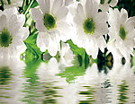 水中花卉