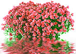 水中花卉