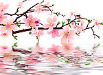 水中梅花
