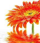 水中花卉