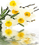 水中花卉