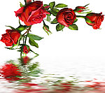 玫瑰花