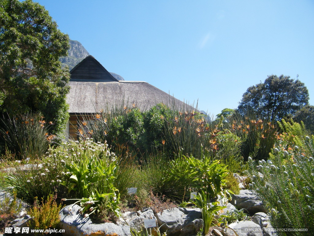 南非风光开普敦植物园热带植物