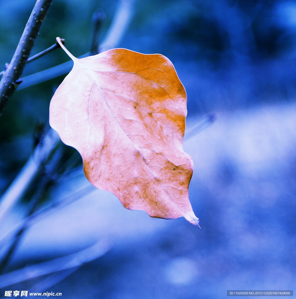 黄叶