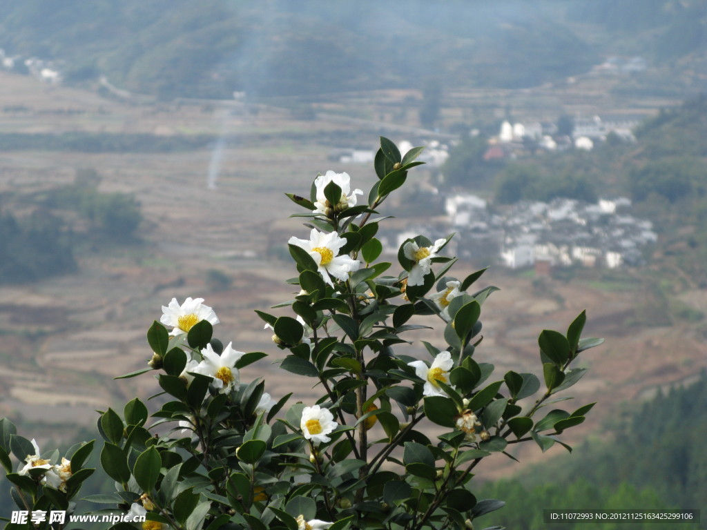 茶花