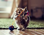 玩耍的猫