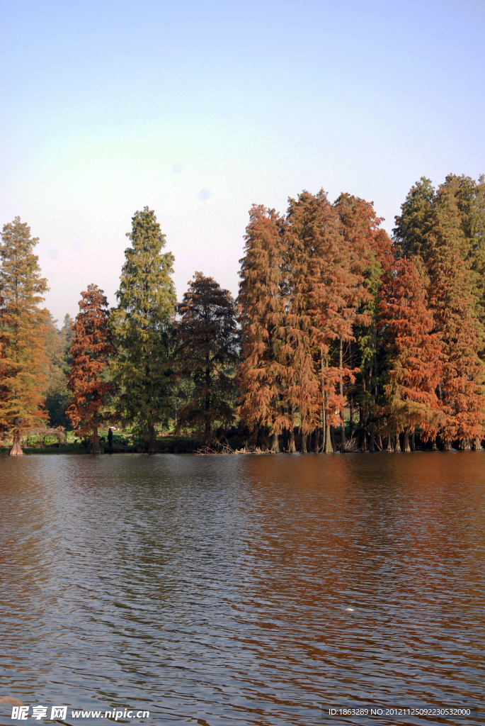 东湖水杉