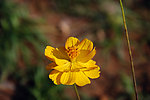 野菊花