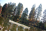 东湖水杉