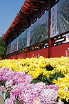 菊花展