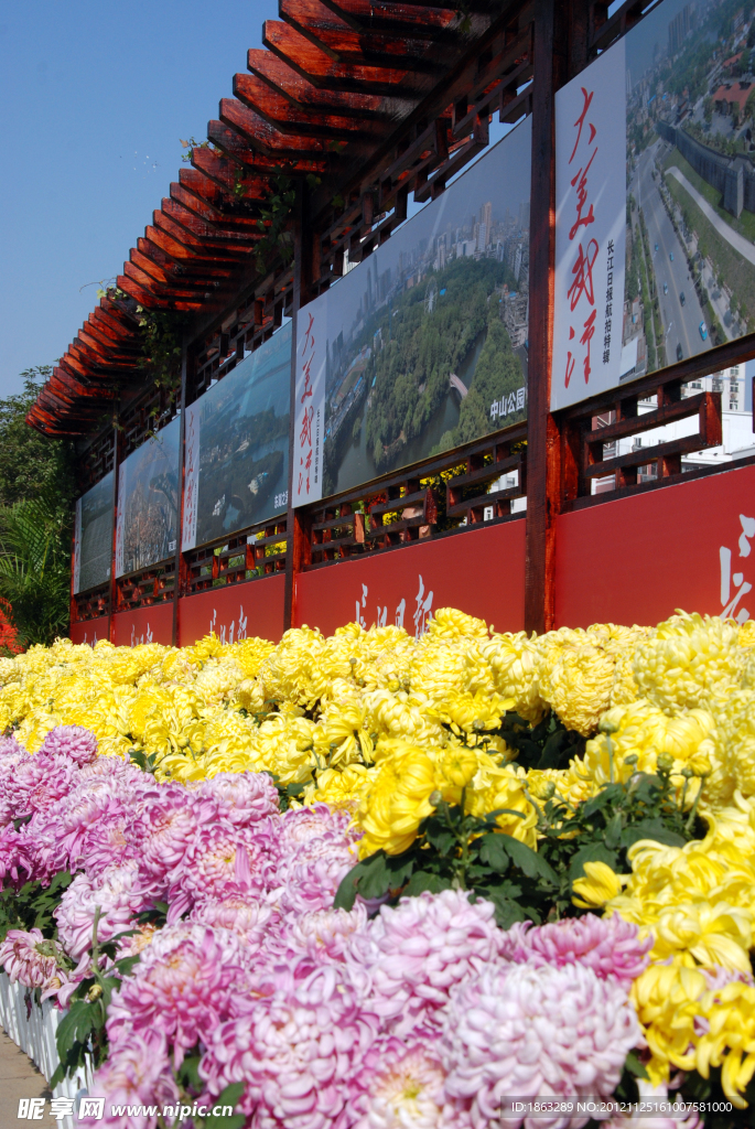 菊花展