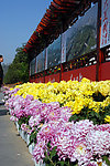 菊花展