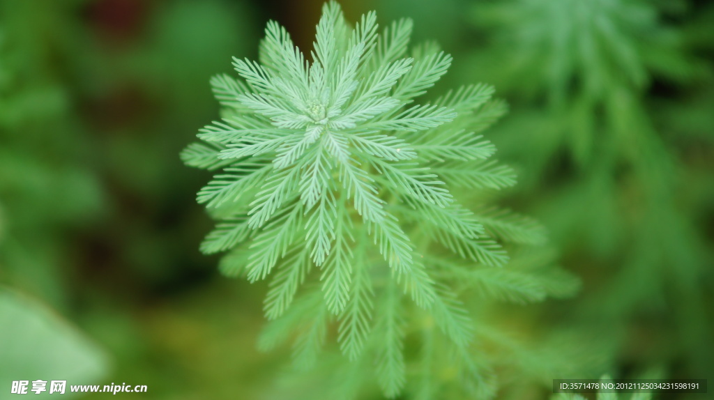 水草