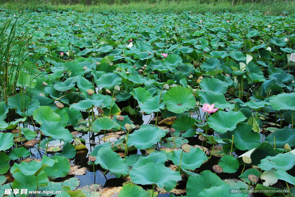 荷花池