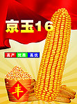 京玉16玉米种宣传单