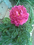 粉色芍药花