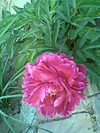 粉色芍药花