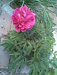 粉色芍药花