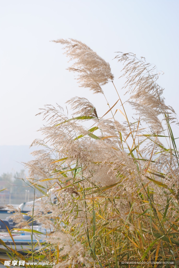 芦苇