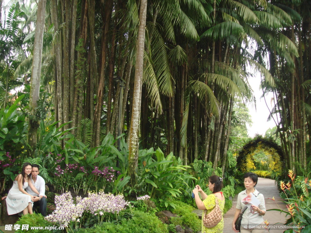 新加坡植物
