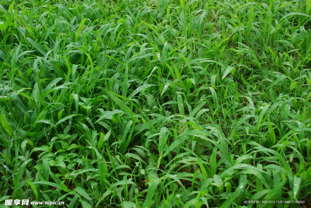 雨后青草