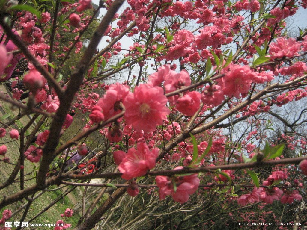 樱花