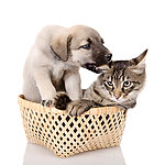 狗狗猫猫