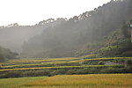 阳光 田地
