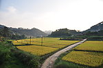 电线杆