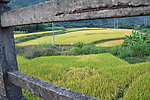 稻田