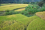 一片稻田