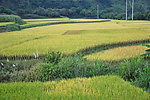 田间美景