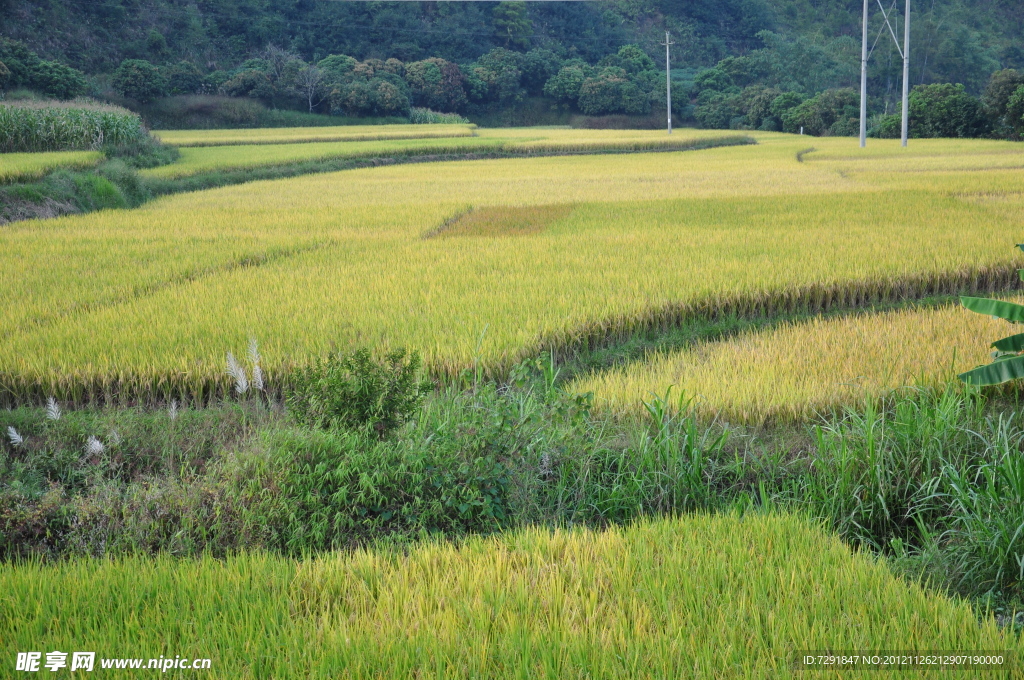 田间美景