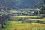 田园风光