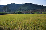 田野