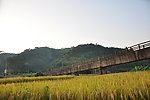 稻田掠影