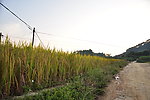 乡路