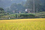 家乡田野
